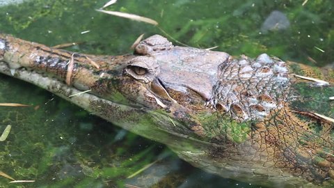 Close up freshwater Crocodile