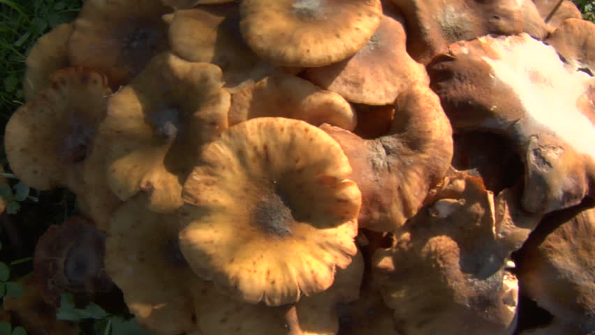 Agaric honey fungus closeup