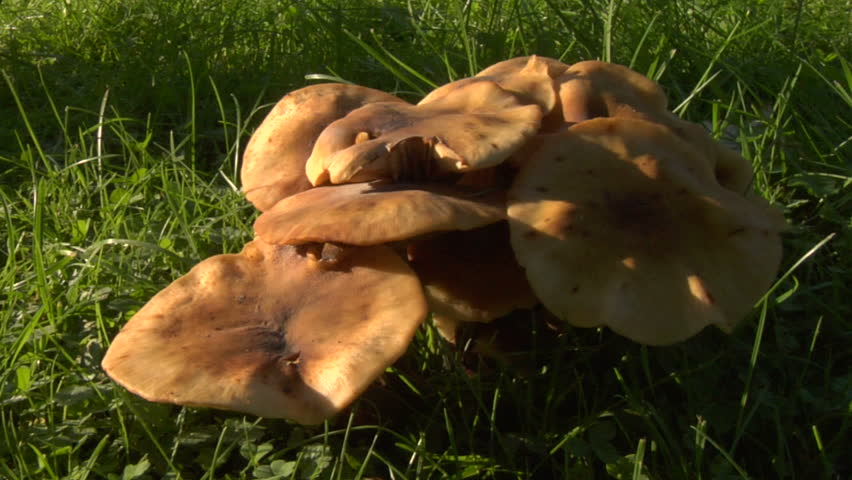 Mushrooms agarics in autumn