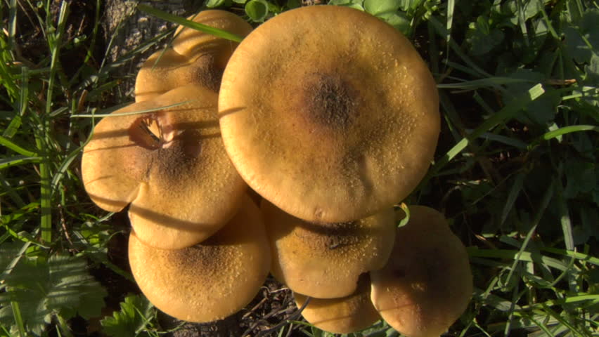 Mushrooms agarics in autumn