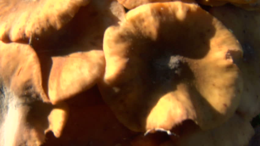 Agaric honey fungus closeup