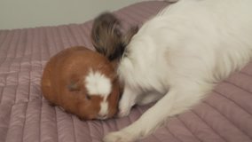 Papillon Continental Toy Spaniel puppy playing with a Guinea pig breed Golden American Crested stock footage video