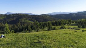Aerial shot of cute family in green summer meadow near forest in Carpathian mountains