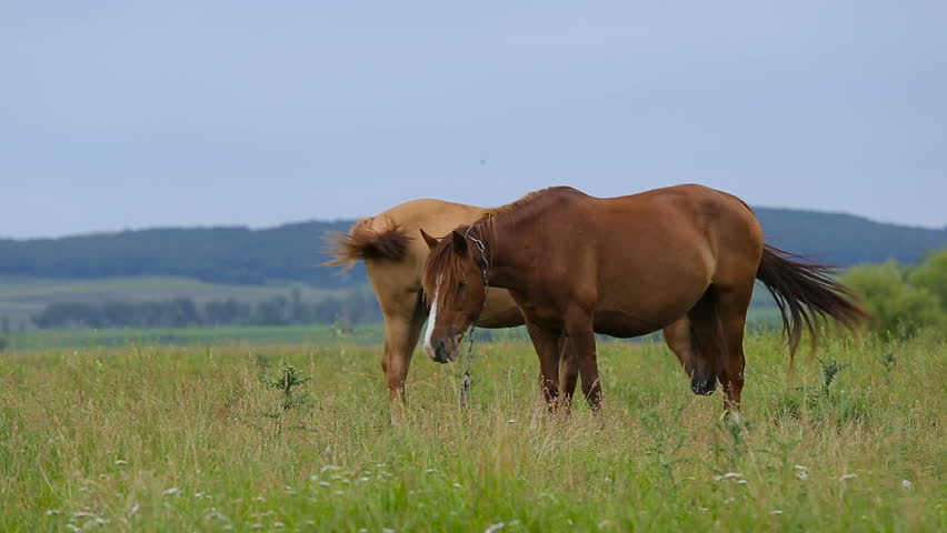 two horses on pasture