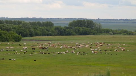 A herd of horses, cows, sheeps on a summer pasture. A herd of sheep on a green meadow
