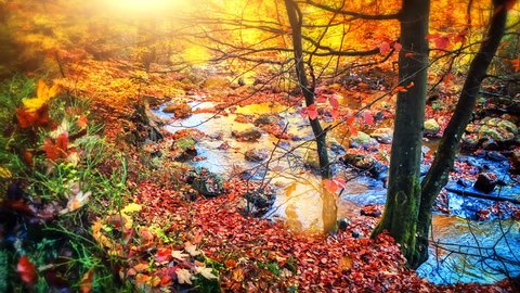 Autumn landscape with forest stream. Fall nature background. Full HD, 1080p