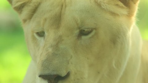 Close up face of white lion female.