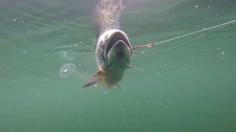 Fisherman fighting big Pink Salmon in the fertile waters of  Southeast Alaska. Salmon Fishing is big sport both recreational and commercial. Underwater footage, Slow motion, 25% normal speed.