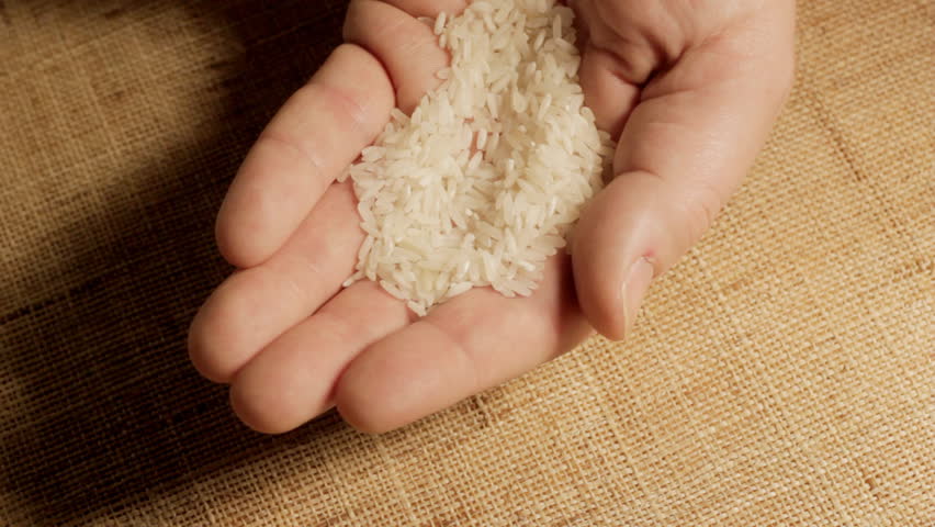 Man examining rice grains