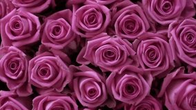 Pink roses as a background. Camera movement on flower petals. HD 1920x1080 Video Clip