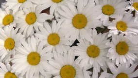 Chamomile. Background of chamomiles. Background of white flowers. Rotation. High speed camera shot. Full HD 1080p. 