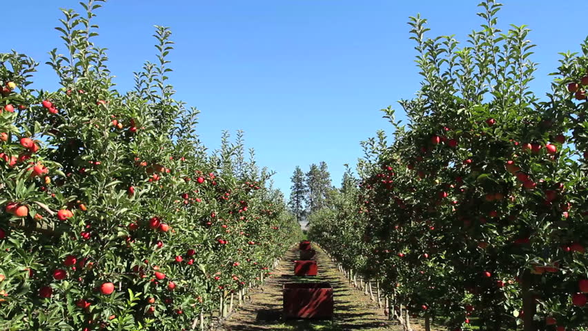 Apple orchard tilt down