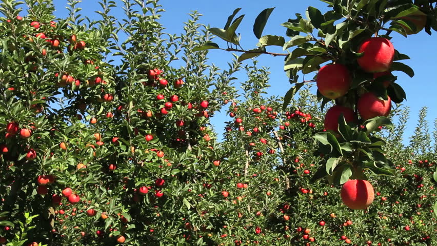 Apple orchard medium close shot
