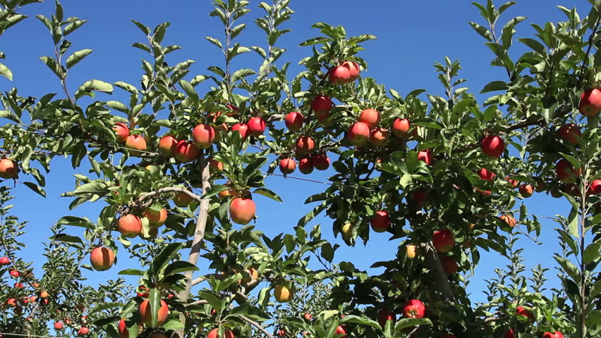 Apple orchard medium shot