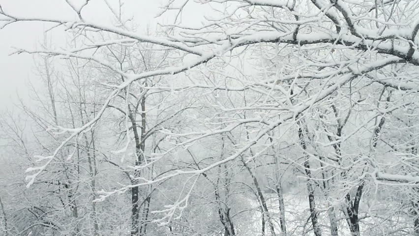 Fresh snowfall on bare branches of winter poplar trees