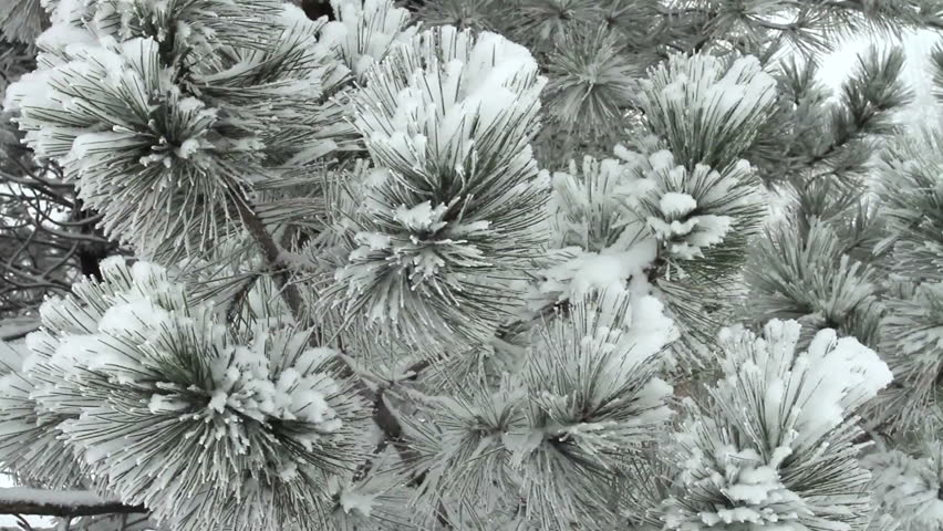 Fresh snowfall on long needle pine tree