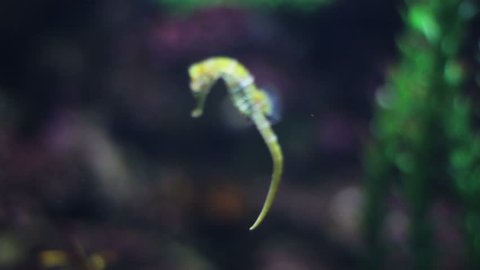 A beautiful sea horse close-up of a swims in the water