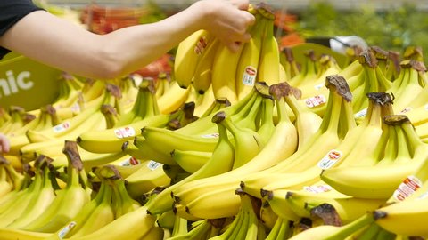 Coquitlam, BC, Canada - September 11, 2017 : Motion of woman's hand picking bananas inside superstore with 4k resolution