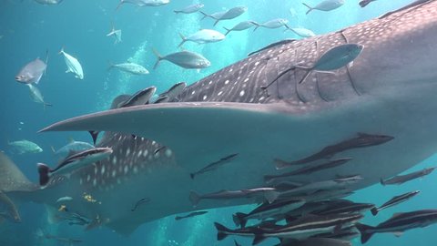 Whale shark and many queen fish around
Sail Rock/Gulf of Siam/Thailand/ Camera Sony AX100 with Gates Underwater Housing