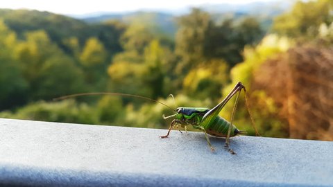 strange grasshopper on a mountain background