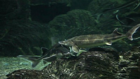 A beautiful sturgeon floats in a large aquarium