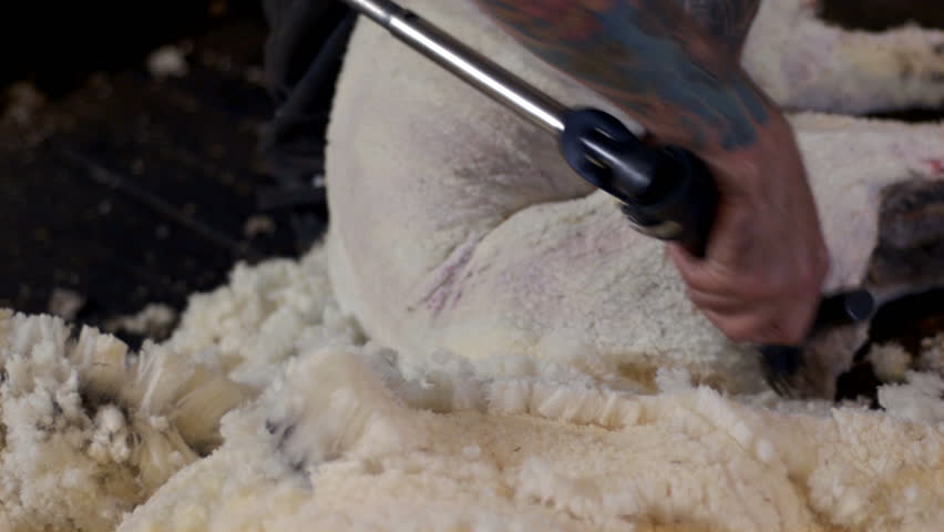 WOODANILLING, AUSTRALIA - NOV 21: Close-up of a shearer shearing the wool off a