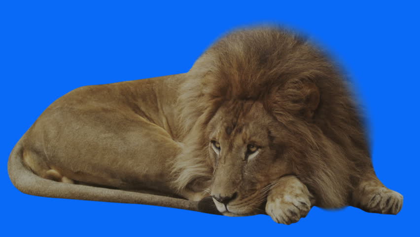 Lion changing hands while resting. Blue screen and alpha channel included. Shot 4k with red camera. Royalty-Free Stock Footage #3088705