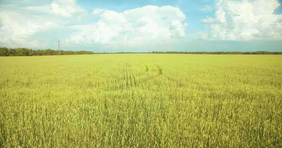 UHD 4K aerial view. Low flight over green and yellow wheat rural field at sunny summer day. Green trees and sun rays on horizon. Fast horizontal movement.