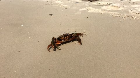 sea crab on a sandy beach