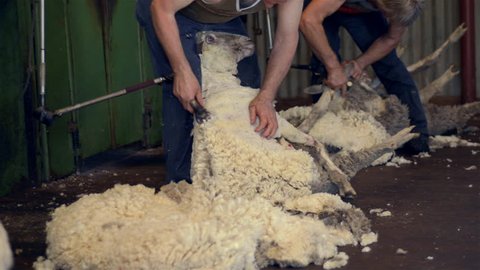 WOODANILLING, AUSTRALIA - NOV 21: Shearers shearing the wool off merino sheep in the shearing shed of an Australian farm on November 21, 2012 in Woodanilling, Australia.