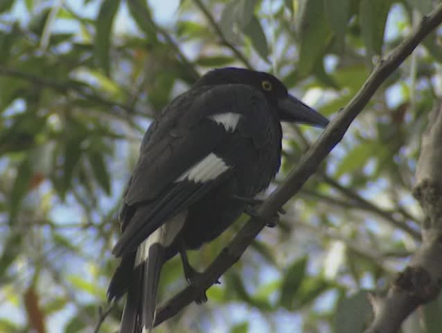 black bird