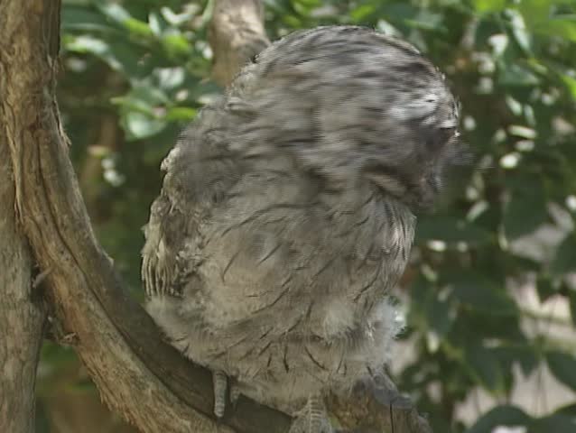 Tawny Frogmouth, podargus strigoides, perching in a tree.