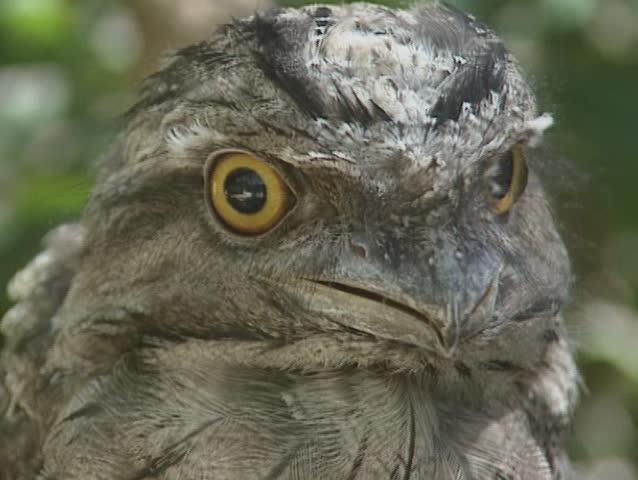 Tawny Frogmouth, podargus strigoides, close up