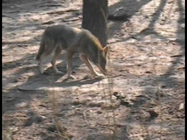 Coyote in the wild