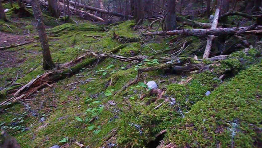 Beautiful forest scenery of Glacier National Park in Montana