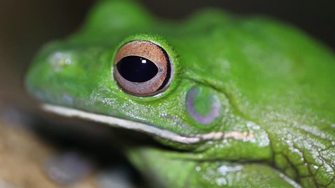 Frog Eye Stock Photo 695853661 | Shutterstock
