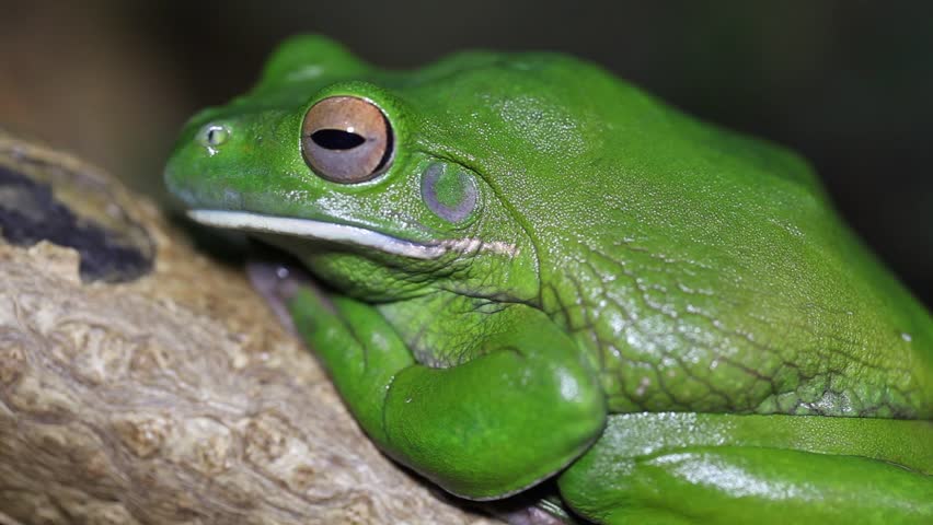Green Tree Frog or White