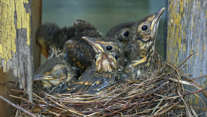Thrush chicks flounder in nest against background of wall of an old wooden village house.