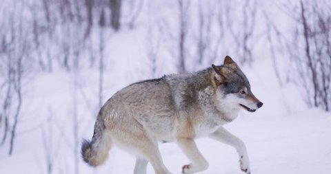 One wolf running in forest