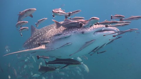 The whale shark, surrounded by fish, floats alongside the operator. in the background people are seen on the surface
Sail Rock/Gulf of Siam/Thailand