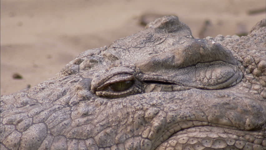 A Close up of crocodile's eye .