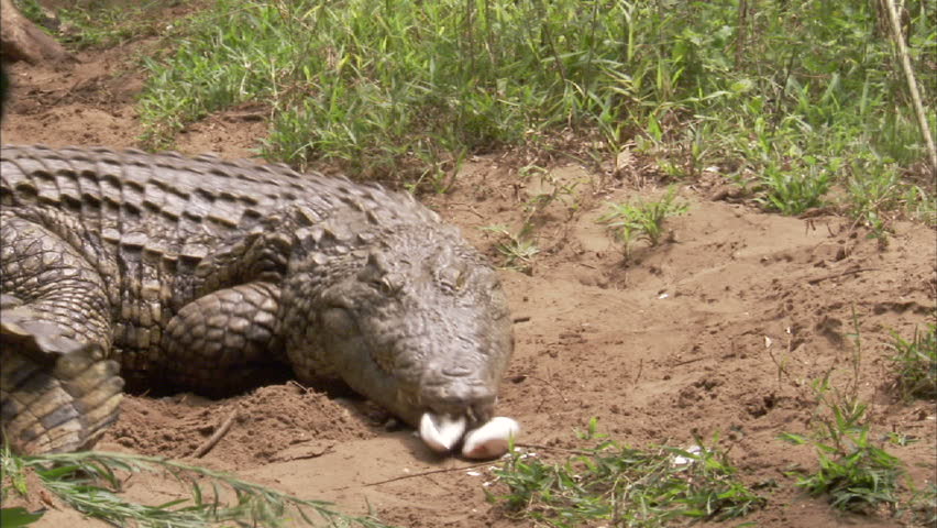 A  huge crocodile eating eggs .