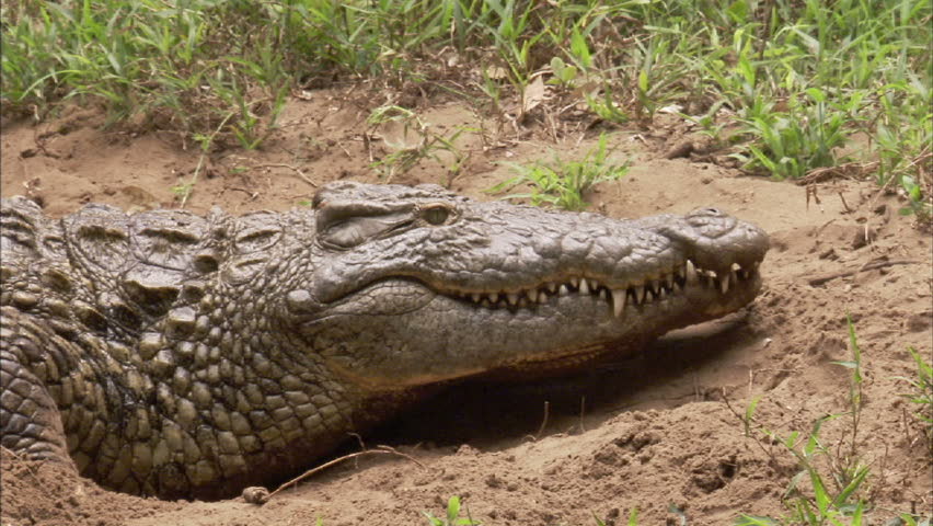 A  close up of crocodile's face and teeth