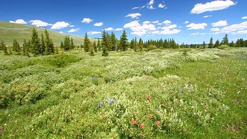Wildflowers on a breezy day in the Bighorn National Forest of Wyoming