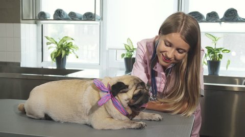 The young nurse is stroking the pug dog after the treatment. She looks very kind and smiling, while the pug dog is very calm and healthy