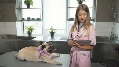 After examining the pug dog, the vet is making the notes. She is wrinting about dogs health and how its organs is working. She seems very kindly, because she is very delicate and smiling