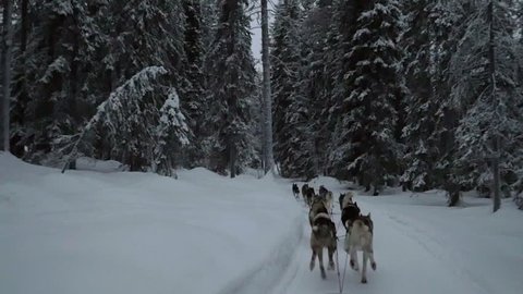Slow motion shot of husky dogs pulling sledge among the high snowy pines in winter forest of Finland