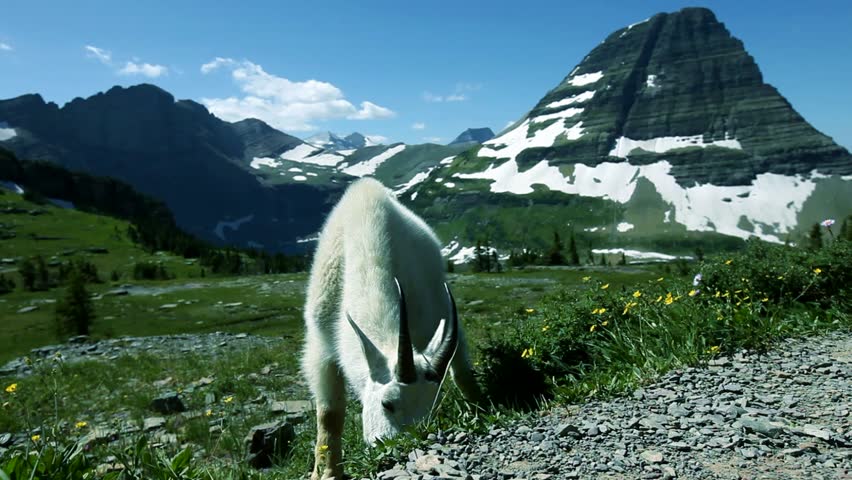 Mountain goat in Glacier NP,USA