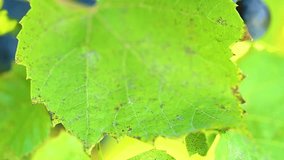 Macro video shoot of green autumnal leaf of grape bush growing in garden on autumn sunny day. Focus slides back and force along surface of leaf. Shallow depth of field. Real time full hd video footage