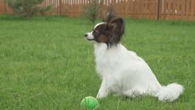 Papillon Continental Toy Spaniel puppy is eating fresh grass on a green lawn stock footage video
